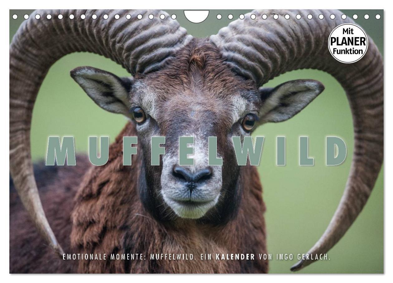 Cover: 9783383328862 | Emotionale Momente: Muffelwild. (Wandkalender 2024 DIN A4 quer),...