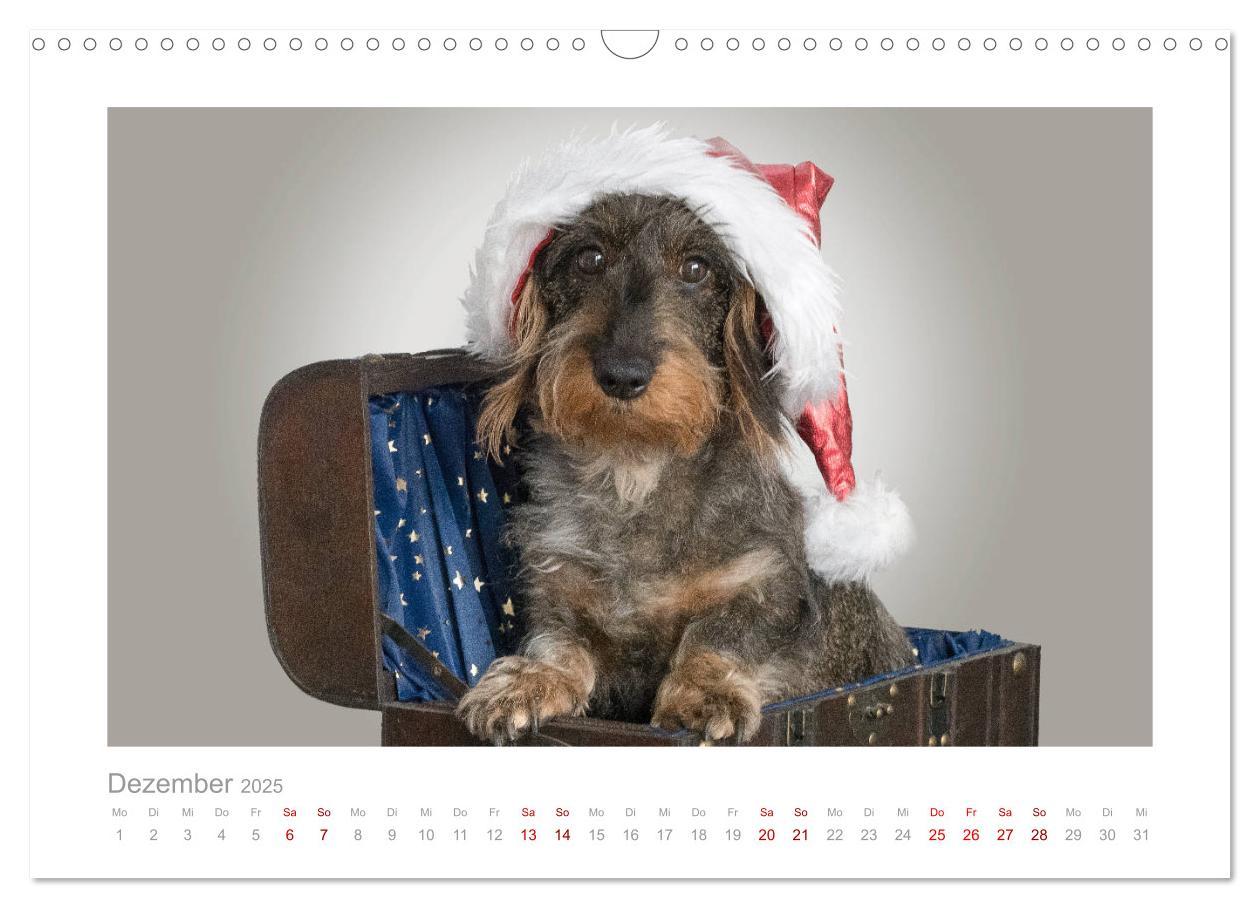 Bild: 9783435104390 | Dackelblicke - ein bezaubernder Rauhaardackel (Wandkalender 2025...