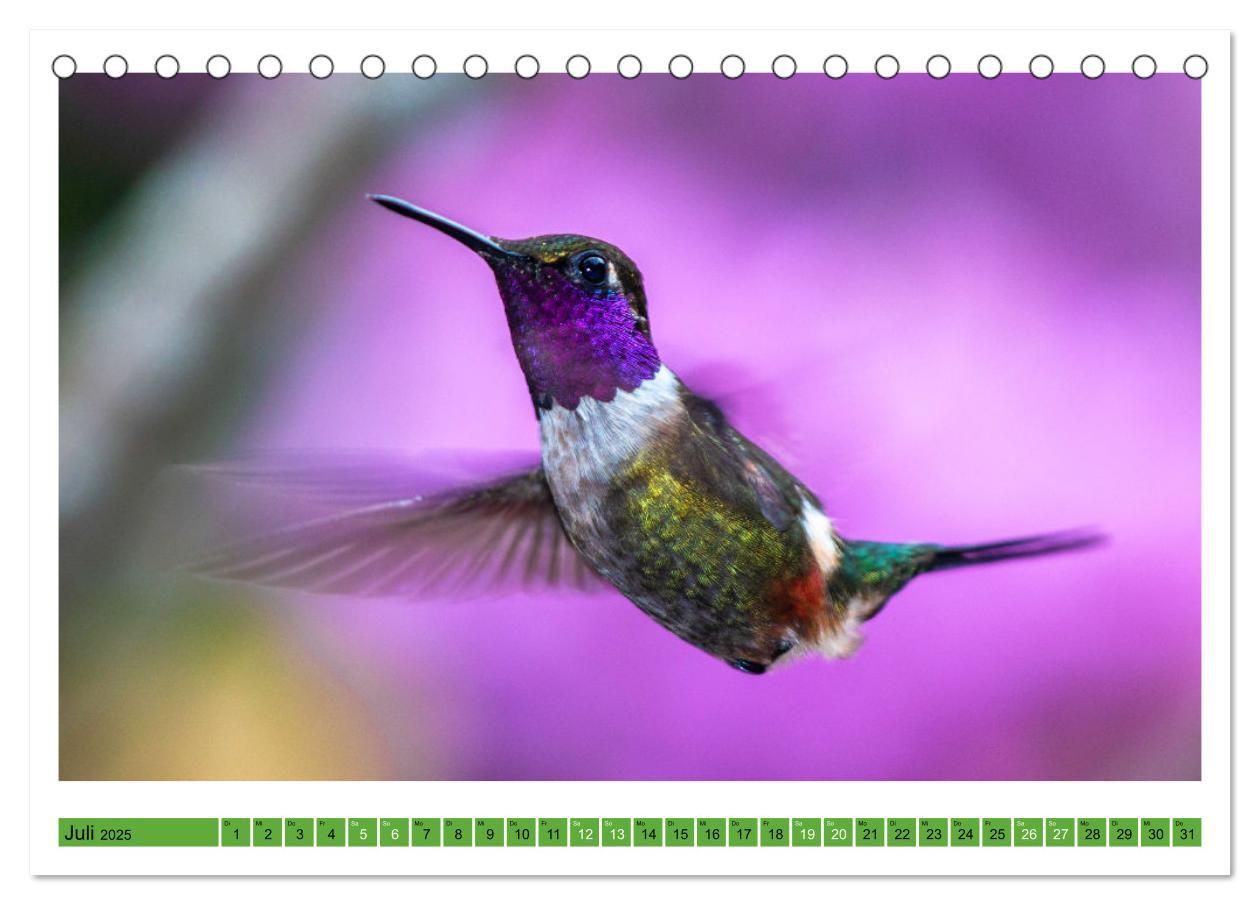 Bild: 9783435428588 | Kolibris; Anmut, Schönheit, Farben (Tischkalender 2025 DIN A5...