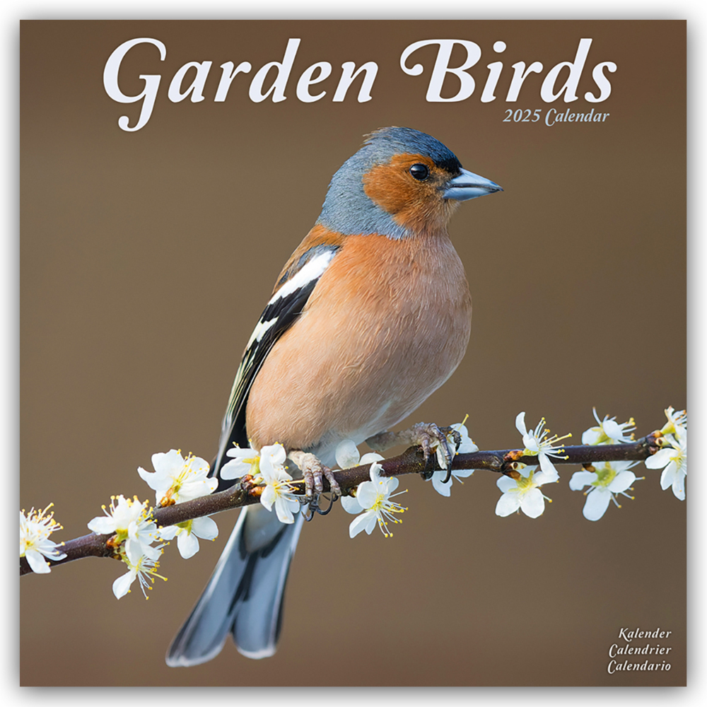 Cover: 9781804604359 | Garden Birds - Gartenvögel 2025 - 16-Monatskalender | Ltd | Kalender