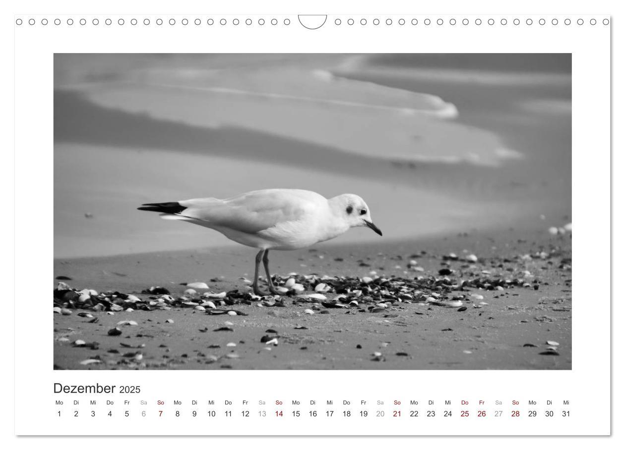 Bild: 9783435291328 | Monochrom Meer (Wandkalender 2025 DIN A3 quer), CALVENDO...