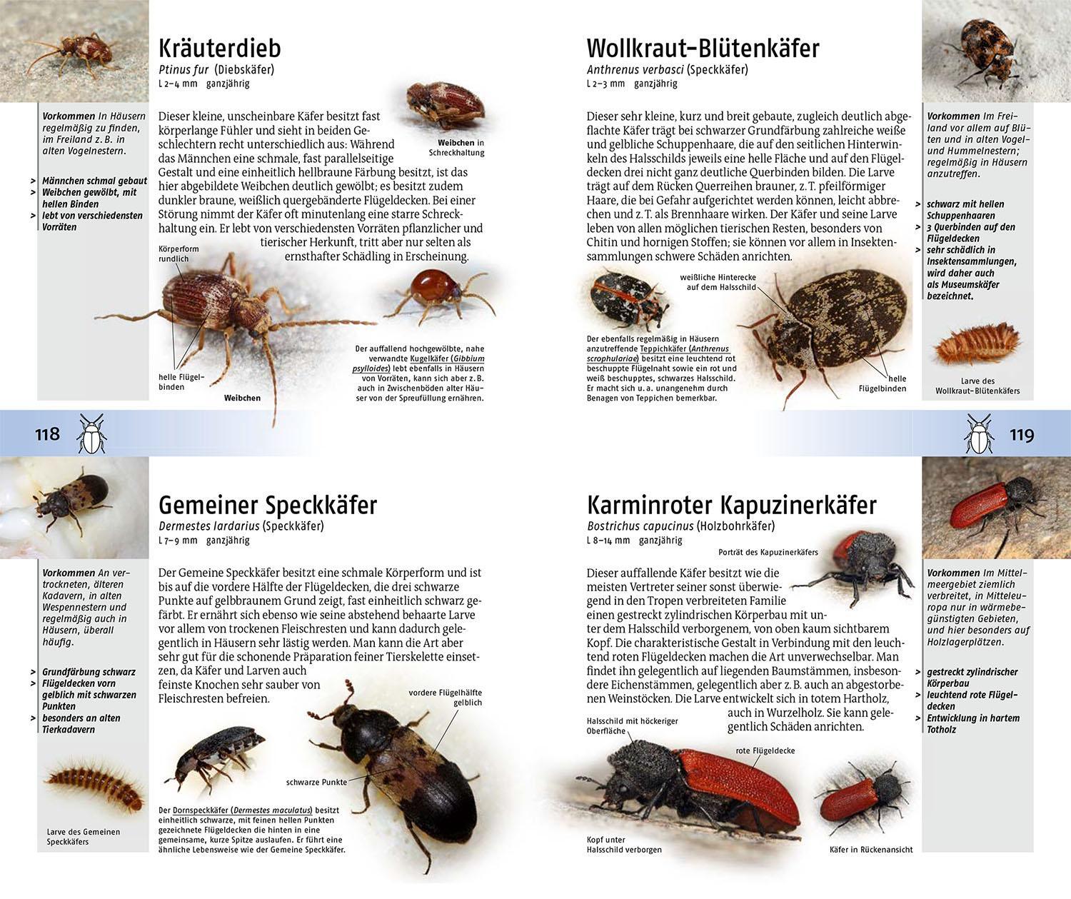 Bild: 9783440180006 | Welches Insekt ist das? | Heiko Bellmann | Taschenbuch | 272 S. | 2024