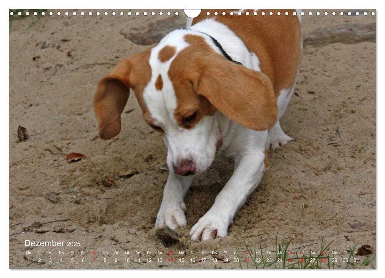 Bild: 9783435746569 | Beagle (Wandkalender 2025 DIN A3 quer), CALVENDO Monatskalender | Berg