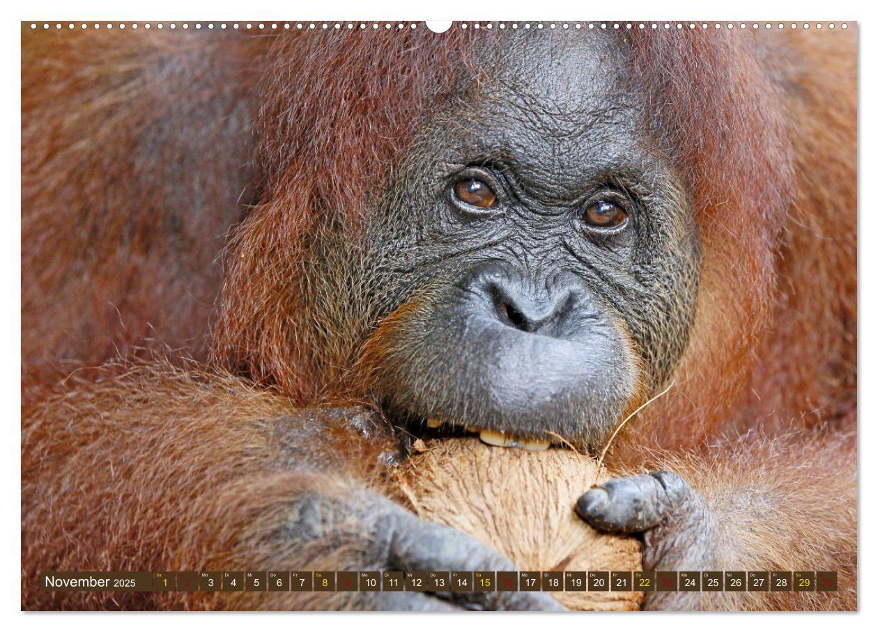 Bild: 9783435361045 | Waldmenschen - Orang Utans auf Borneo (hochwertiger Premium...