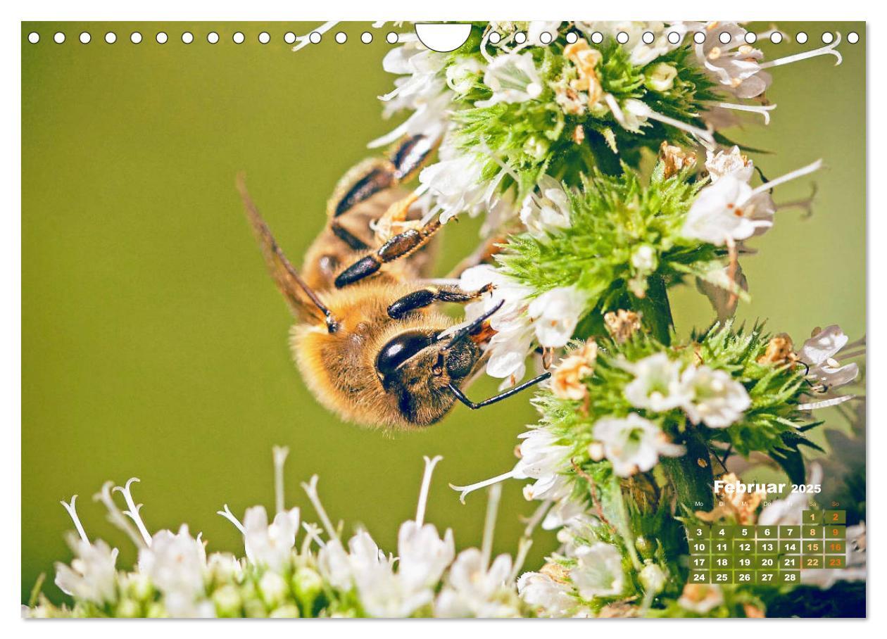 Bild: 9783435125142 | Ein Leben für den Honig - Bienen und Imker (Wandkalender 2025 DIN...