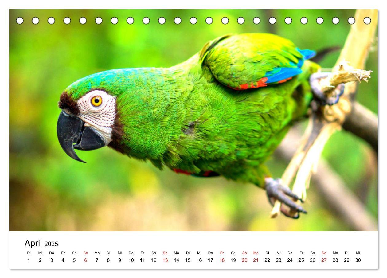 Bild: 9783435186556 | Papageien. Knallbunte Aras und Co. (Tischkalender 2025 DIN A5...