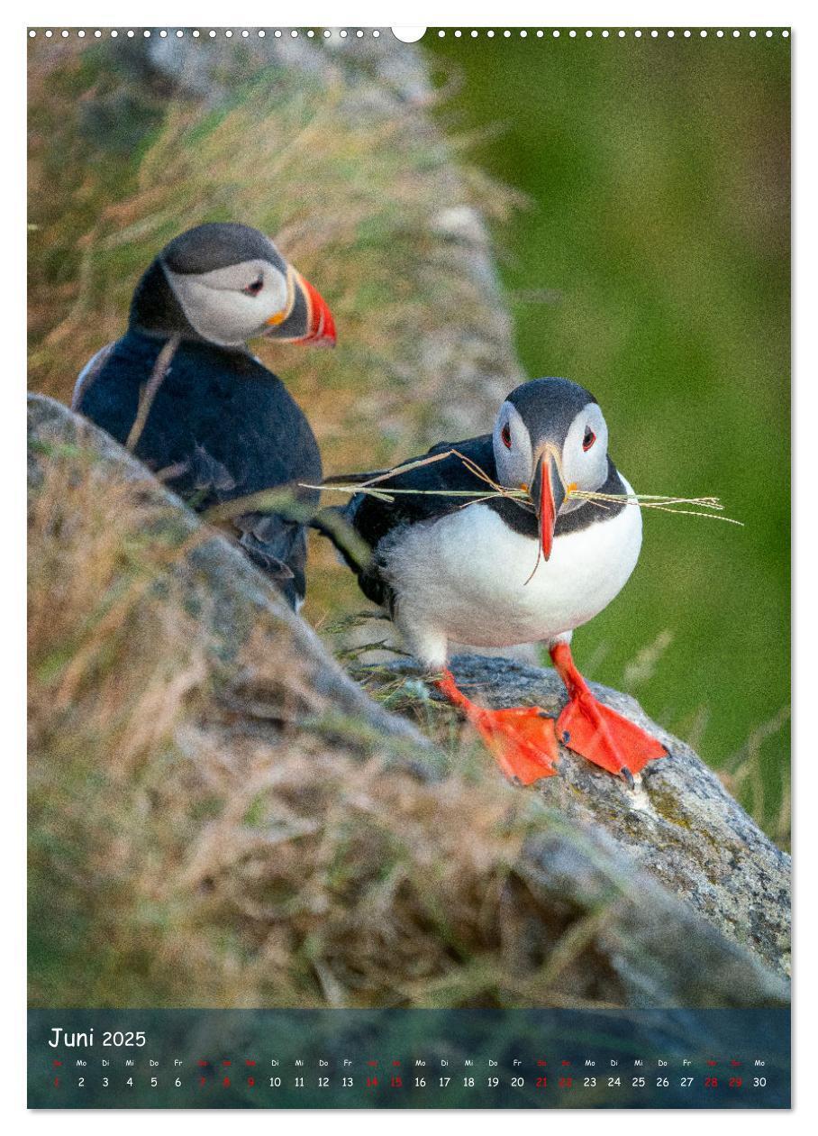 Bild: 9783435849390 | Naturerlebnis Puffin (Wandkalender 2025 DIN A2 hoch), CALVENDO...