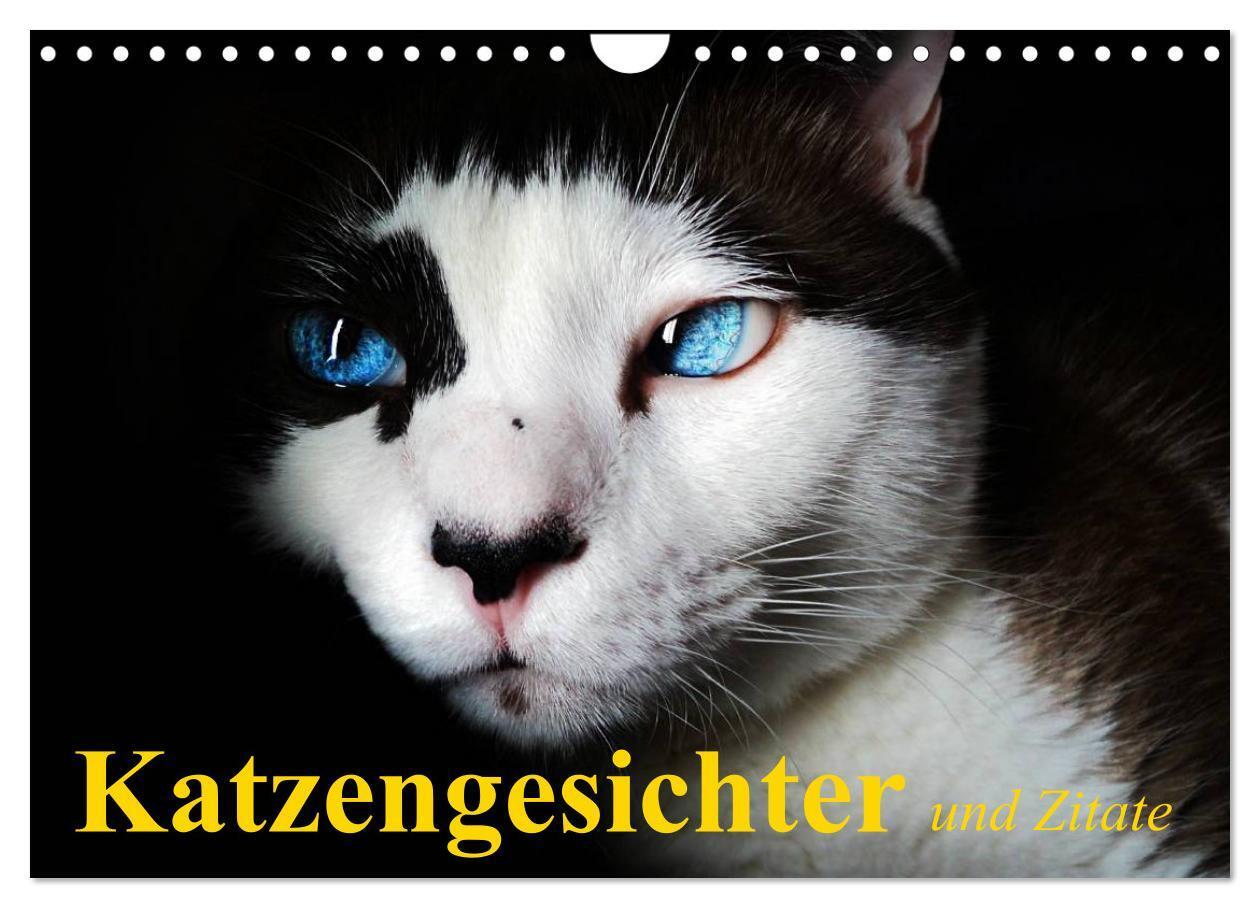 Cover: 9783383540172 | Katzengesichter und Zitate (Wandkalender 2024 DIN A4 quer),...