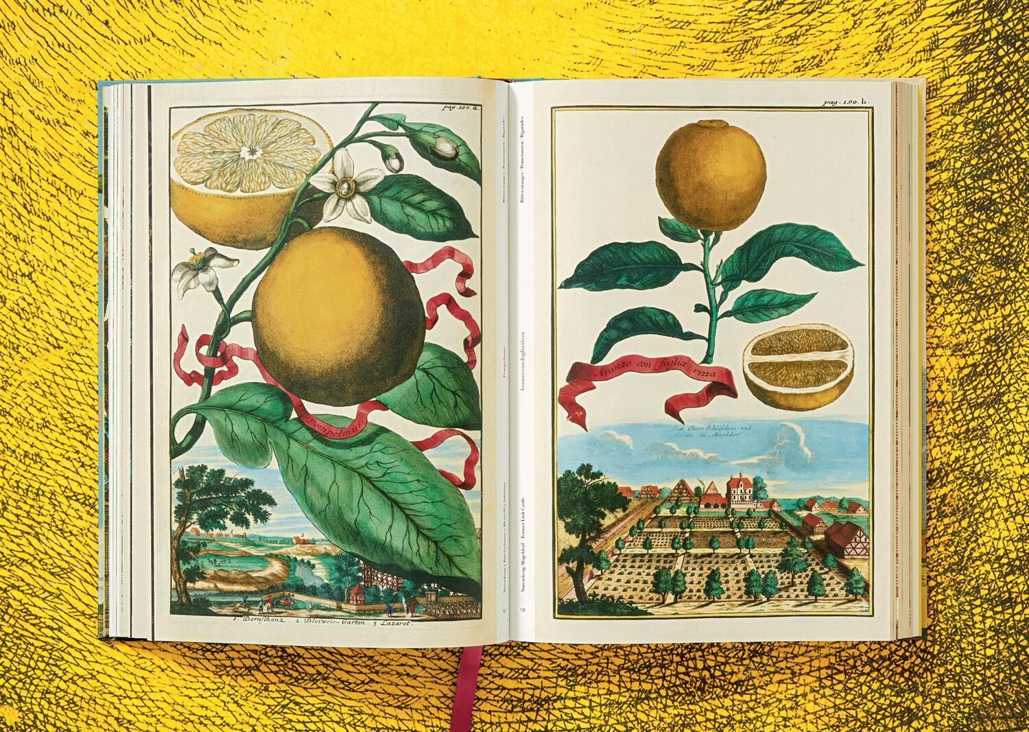 Bild: 9783836535250 | J. C. Volkamer. The Book of Citrus Fruits | Collector's Edition | Buch