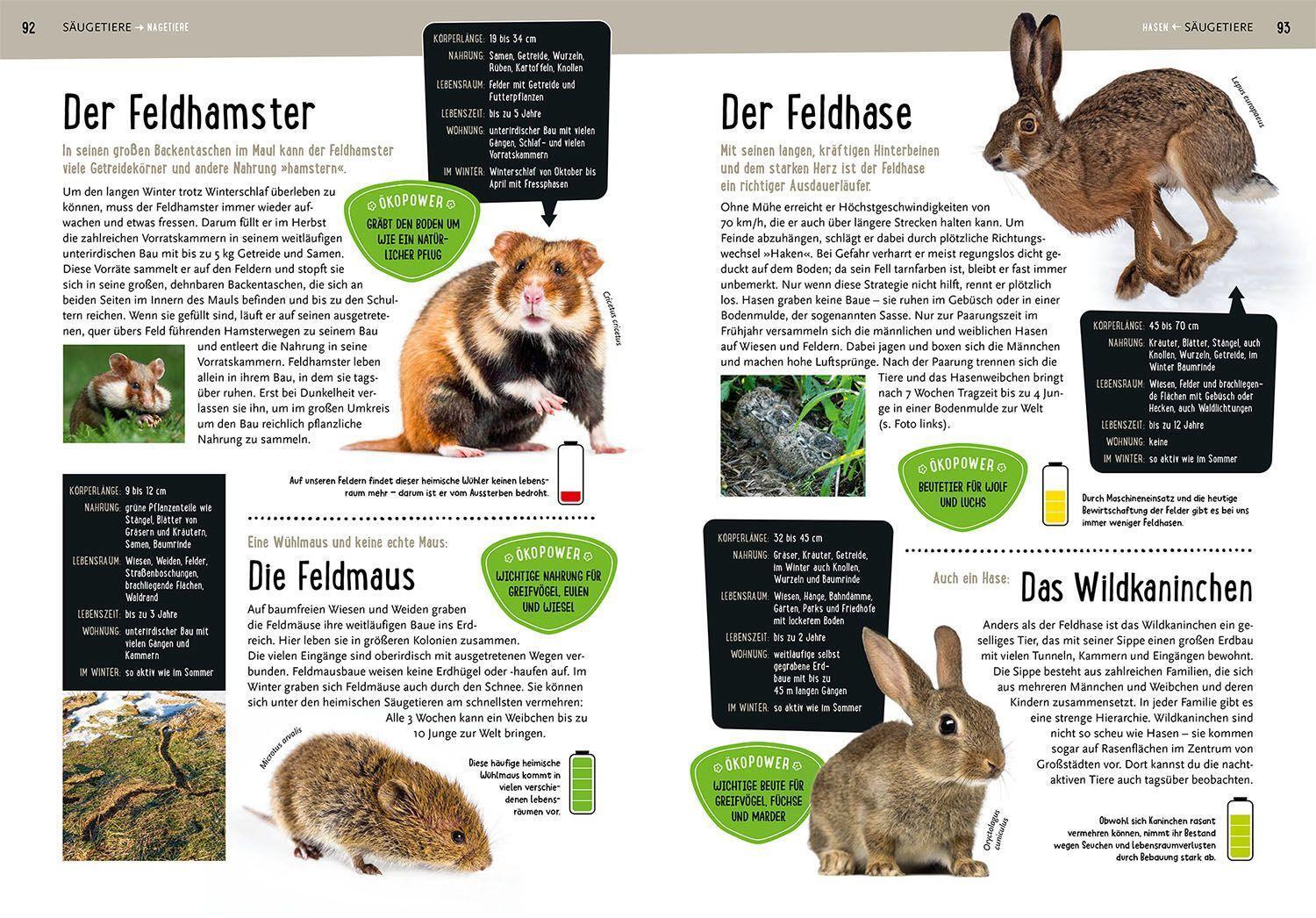 Bild: 9783440174685 | Mein Kosmos-Buch Natur | Bärbel Oftring | Buch | 208 S. | Deutsch