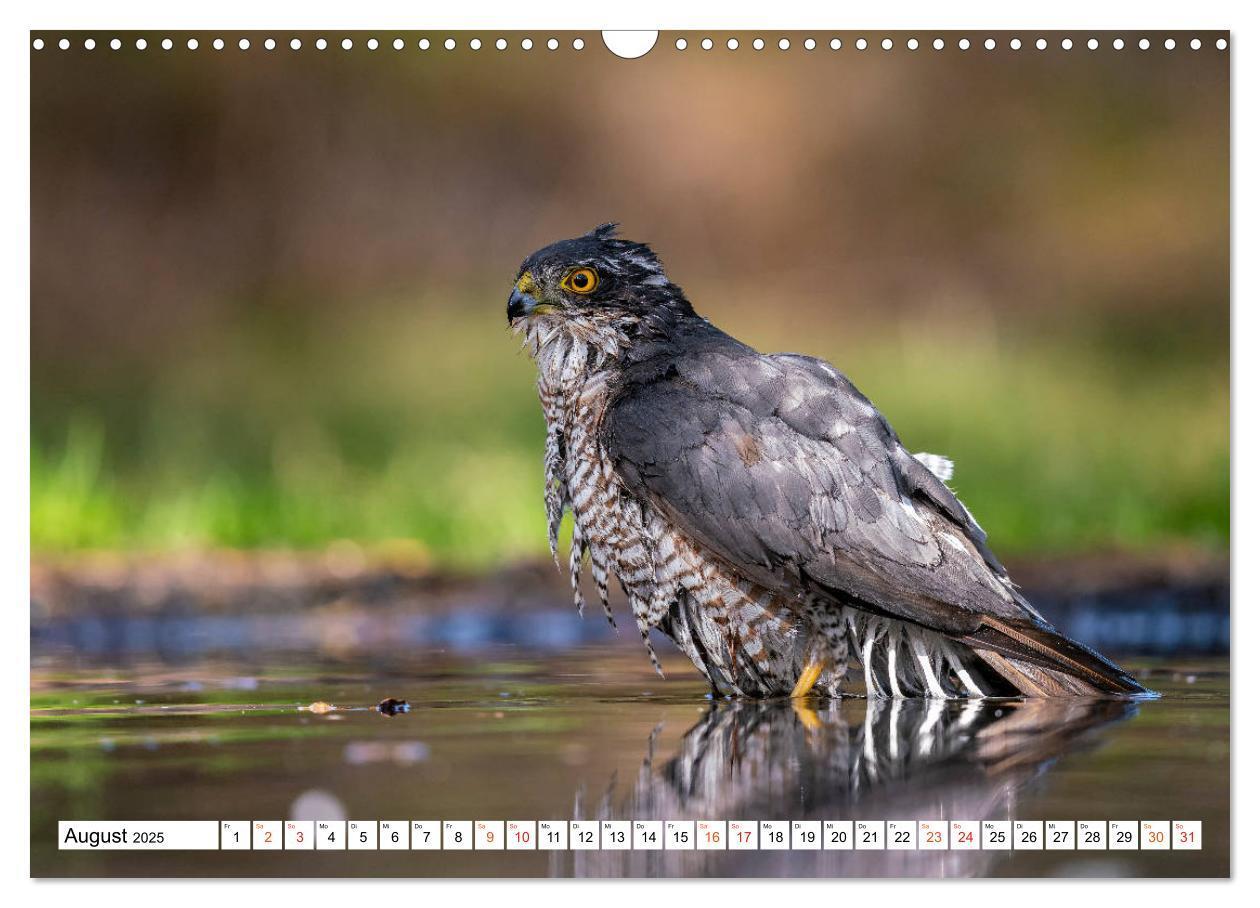 Bild: 9783435111176 | Heimische GREIFVÖGEL Adler Milan Bussard Weihe Sperber...