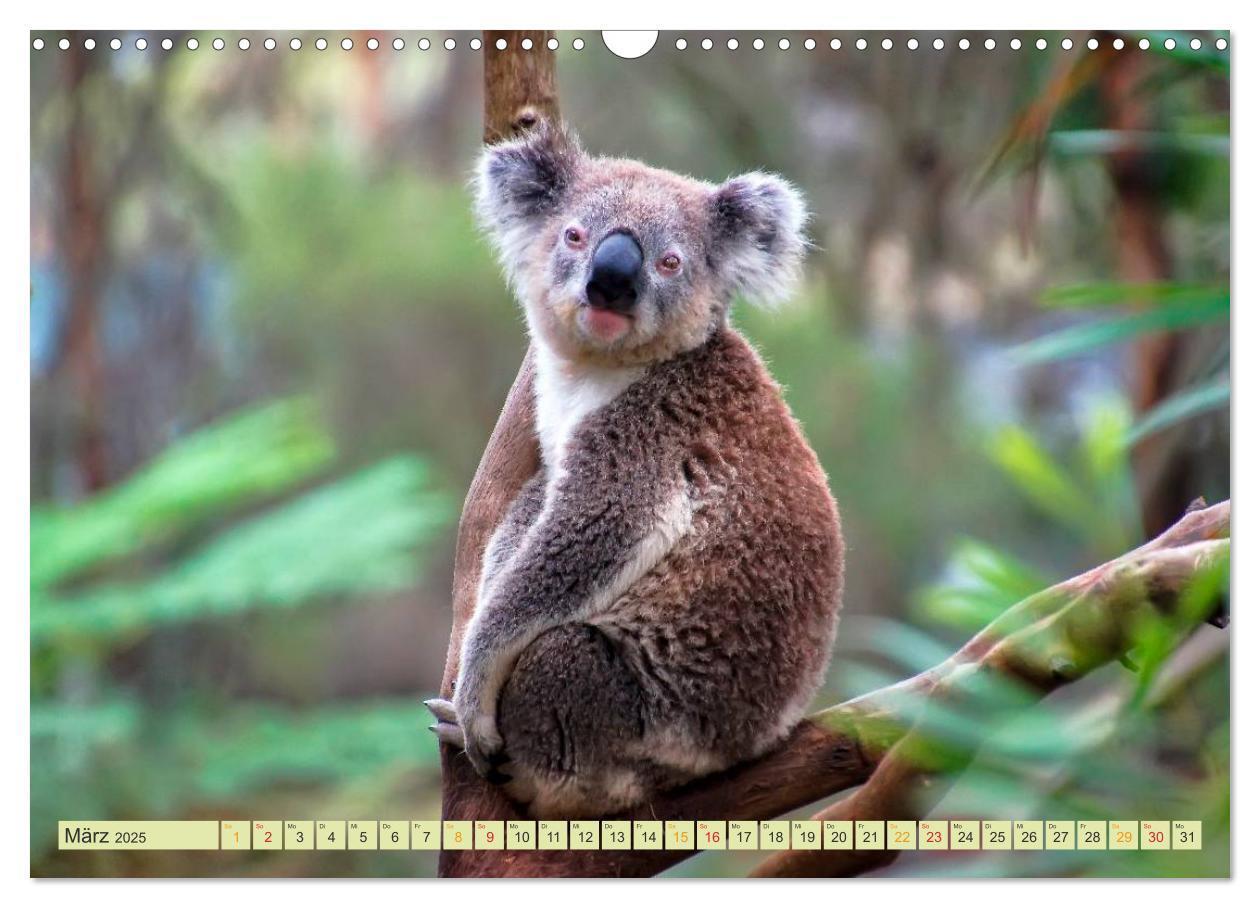 Bild: 9783435588329 | Koala - kleiner Teddy (Wandkalender 2025 DIN A3 quer), CALVENDO...