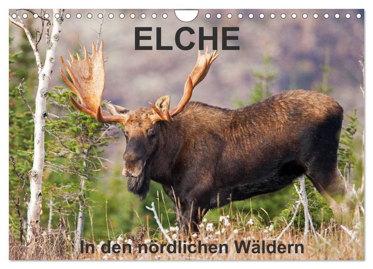 Cover: 9783435614851 | ELCHE In den nördlichen Wäldern (Wandkalender 2025 DIN A4 quer),...