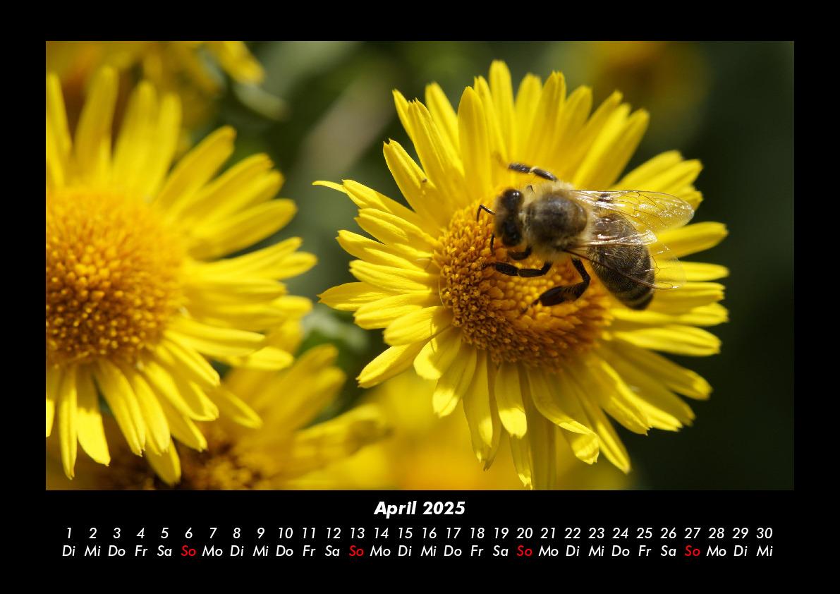 Bild: 9783755981213 | Bienen 2025 Fotokalender DIN A3 | Tobias Becker | Kalender | Kalender