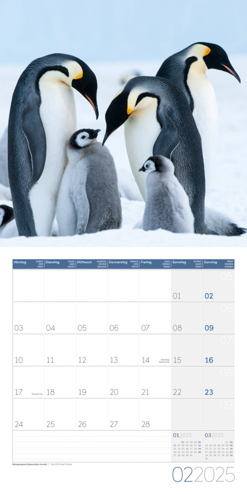 Bild: 9783838445250 | Pinguine Kalender 2025 - 30x30 | Ackermann Kunstverlag | Kalender