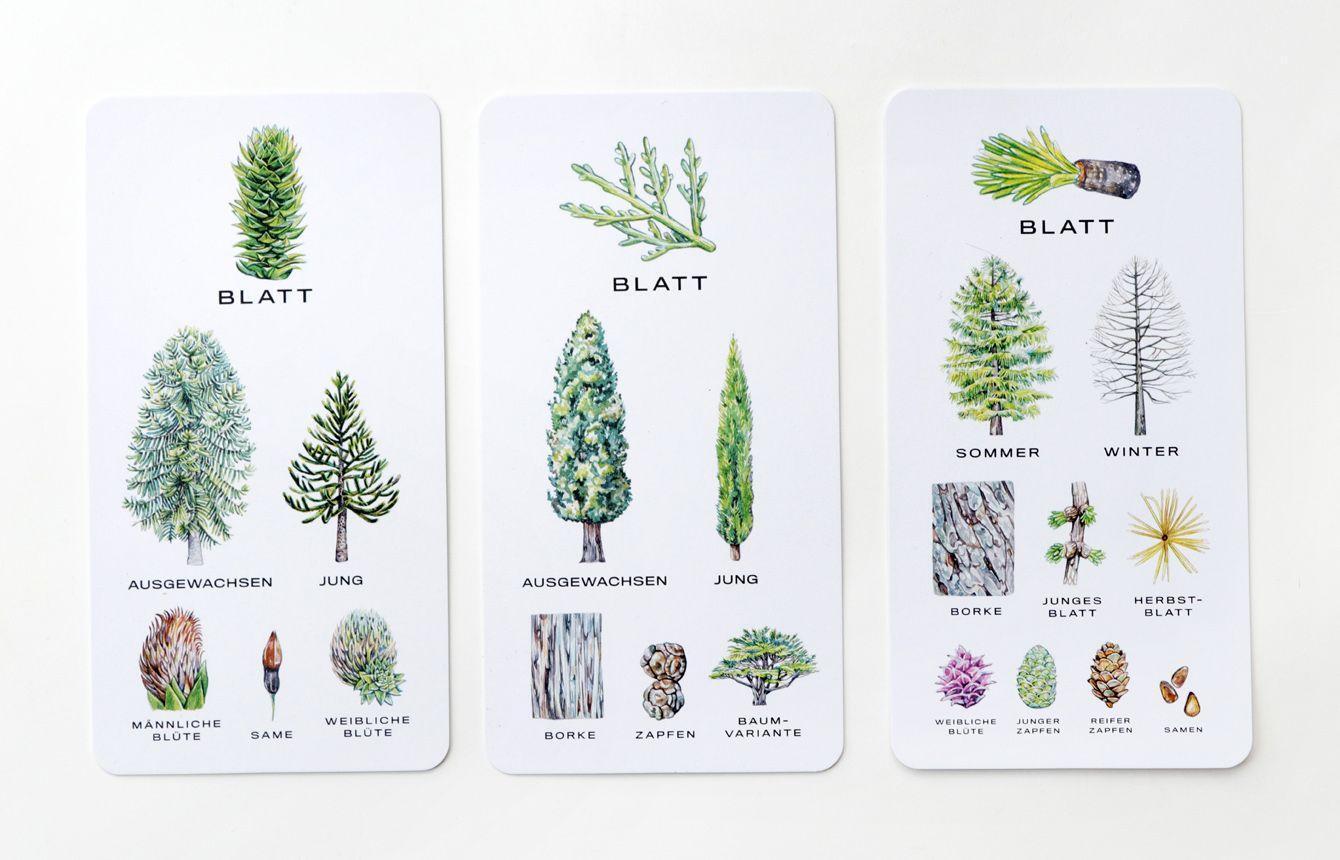 Bild: 9783962441678 | Baum-Wissen | 30 Karten zum Erkennen von Bäumen | Tony Kirkham | Stück