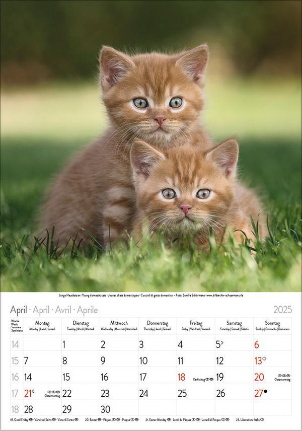 Bild: 9783731876168 | Katzen 2025 | Verlag Korsch | Kalender | Spiralbindung | 13 S. | 2025