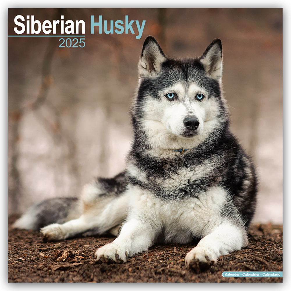 Cover: 9781804603925 | Siberian Husky - Sibirische Huskys 2025 - 16-Monatskalender | Ltd