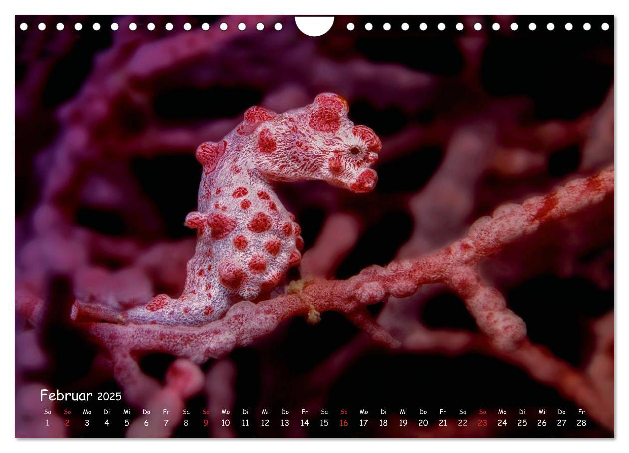 Bild: 9783435504329 | Hippocampus oder einfach nur Seepferdchen (Wandkalender 2025 DIN A4...