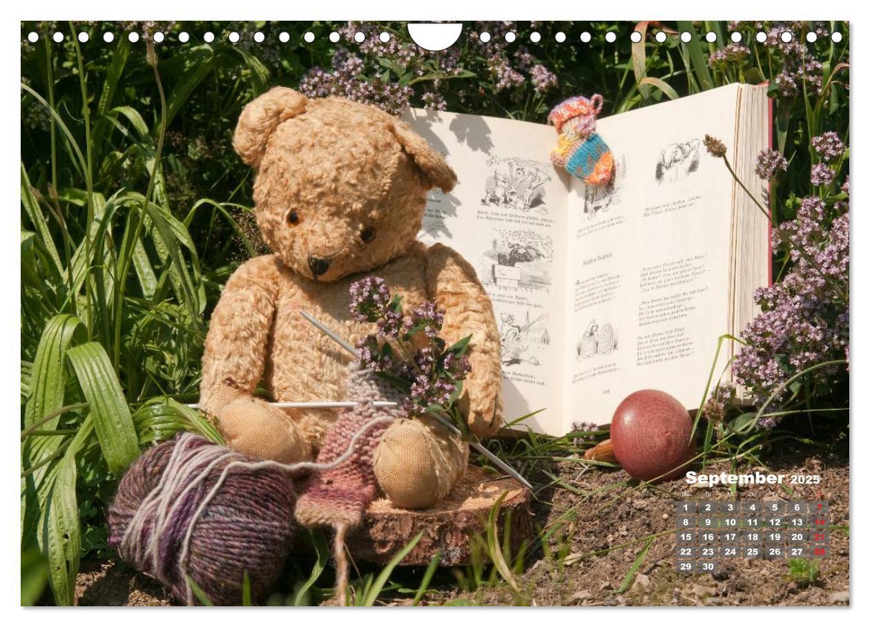 Bild: 9783435576586 | Geliebte Bären - Teddys (Wandkalender 2025 DIN A4 quer), CALVENDO...