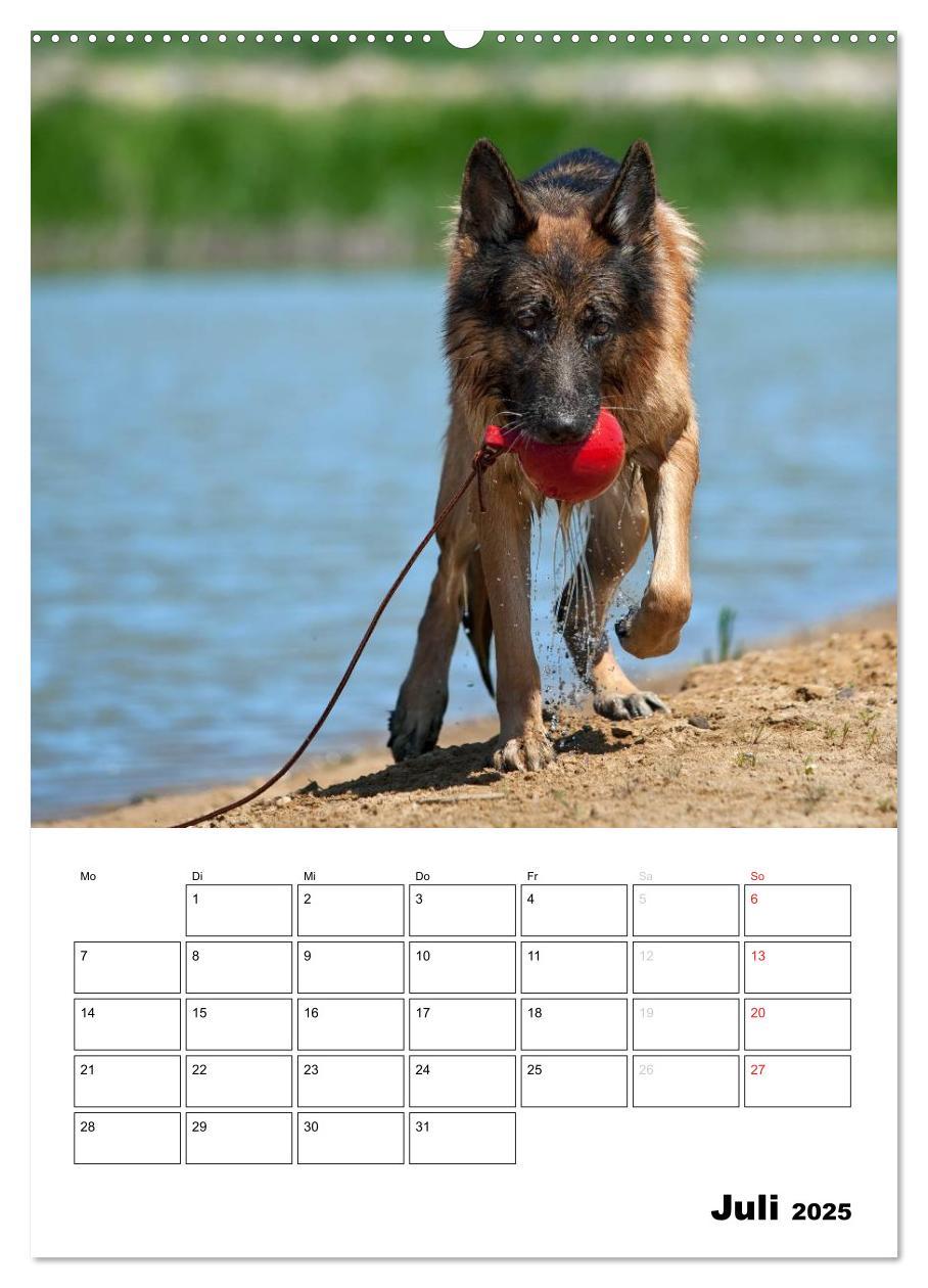 Bild: 9783457025895 | Deutsche Schäferhunde - Seelentröster auf vier Pfoten (Wandkalender...