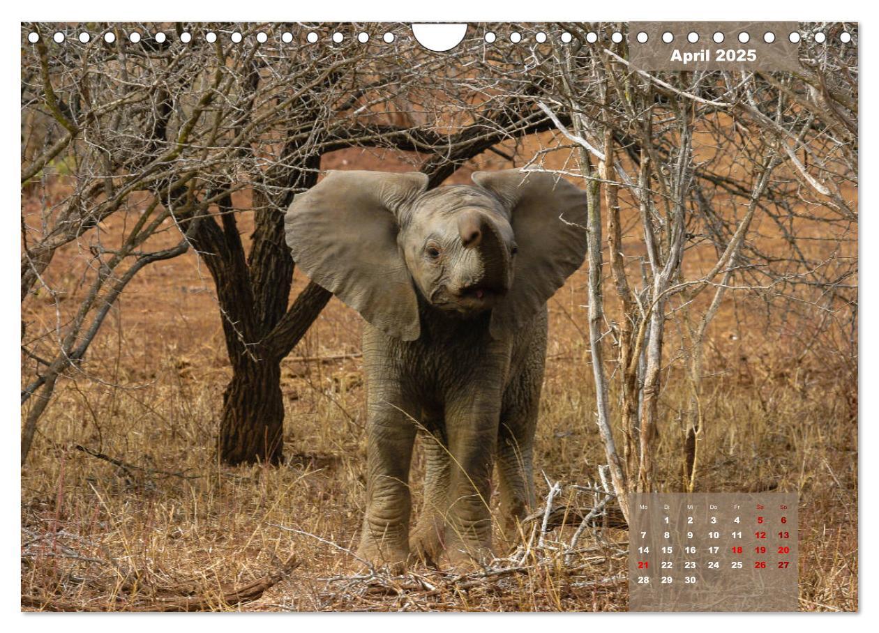 Bild: 9783435176182 | Faszinierende Tierwelt des Kruger National Parks (Wandkalender 2025...