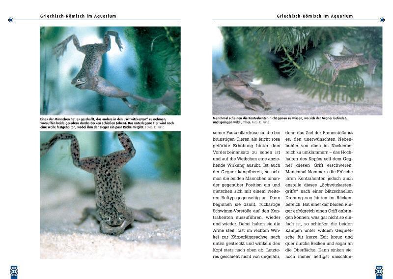 Bild: 9783937285139 | Der Zwergkrallenfrosch | Hymenochirus boettgeri | Kriton Kunz | Buch