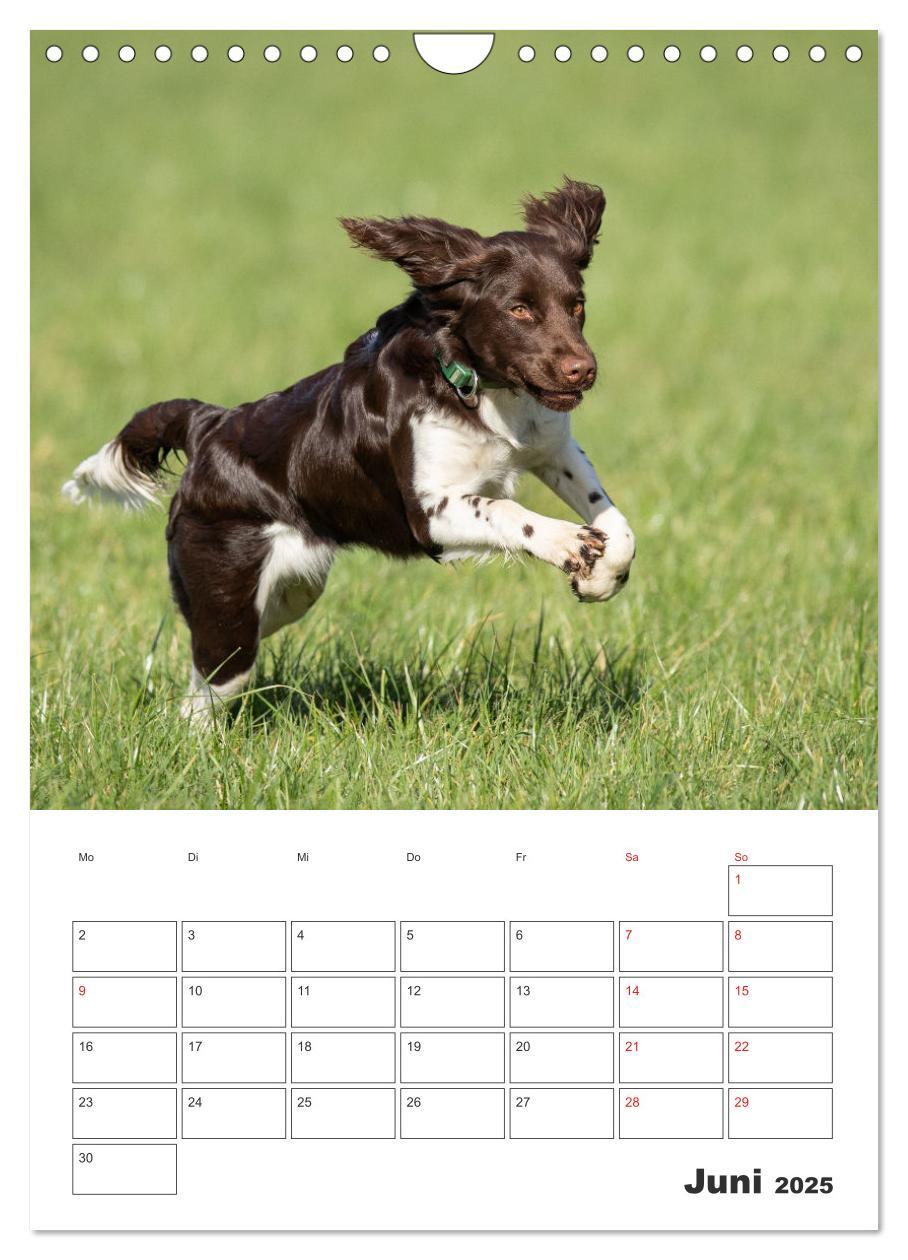 Bild: 9783457163382 | Geboren um zu Jagen. Der kleine Münsterländer (Wandkalender 2025...