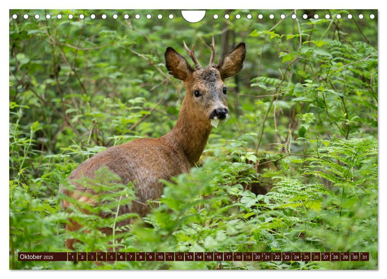 Bild: 9783457175958 | Zauberhafte Wesen - anmutiges Rehwild (Wandkalender 2025 DIN A4...