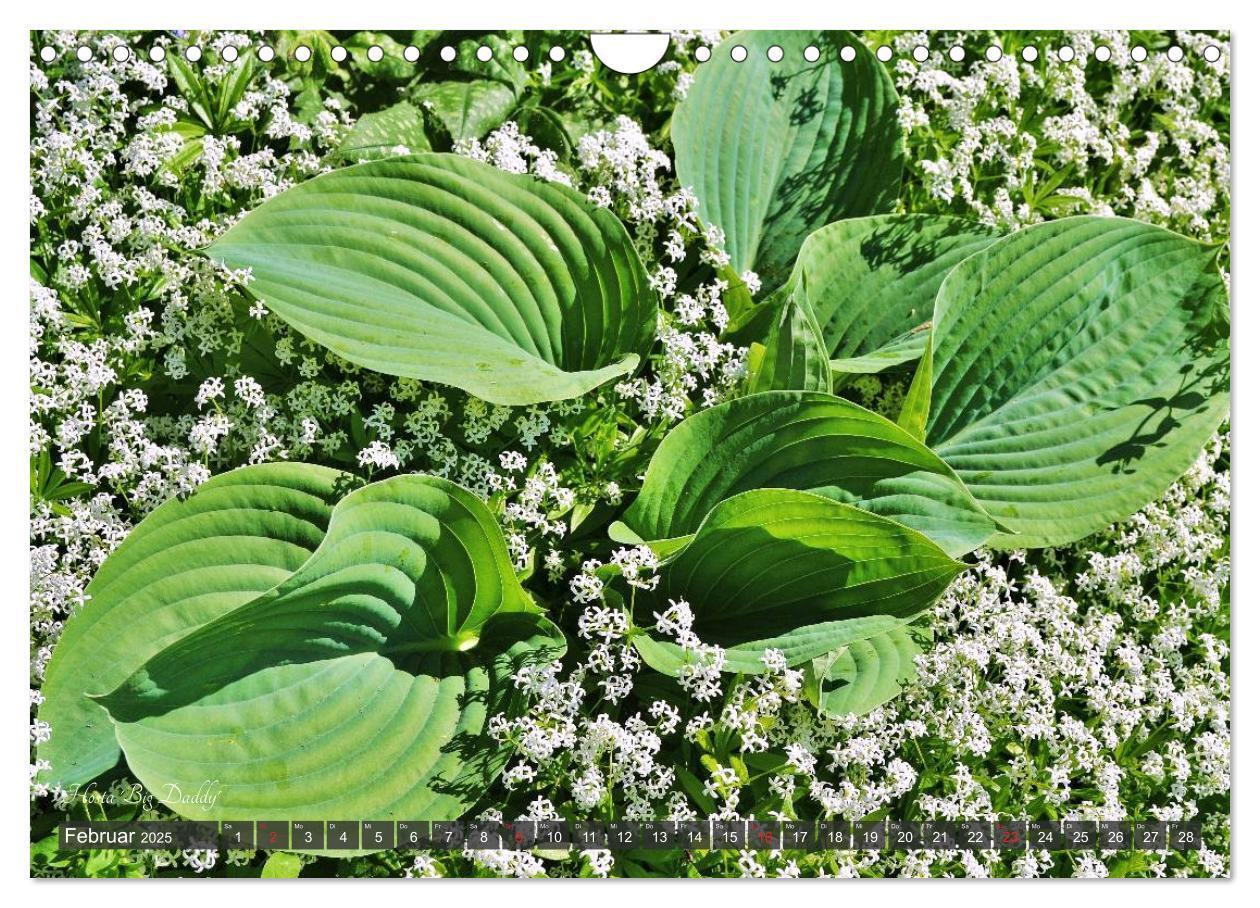 Bild: 9783435576814 | Hosta Staude mit Herz (Wandkalender 2025 DIN A4 quer), CALVENDO...