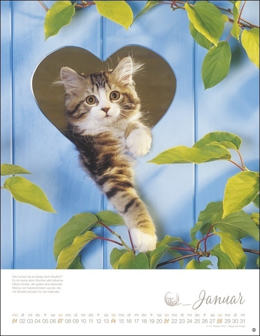 Bild: 9783756401598 | Katzenkinder Posterkalender 2024 von Monika Wegler....