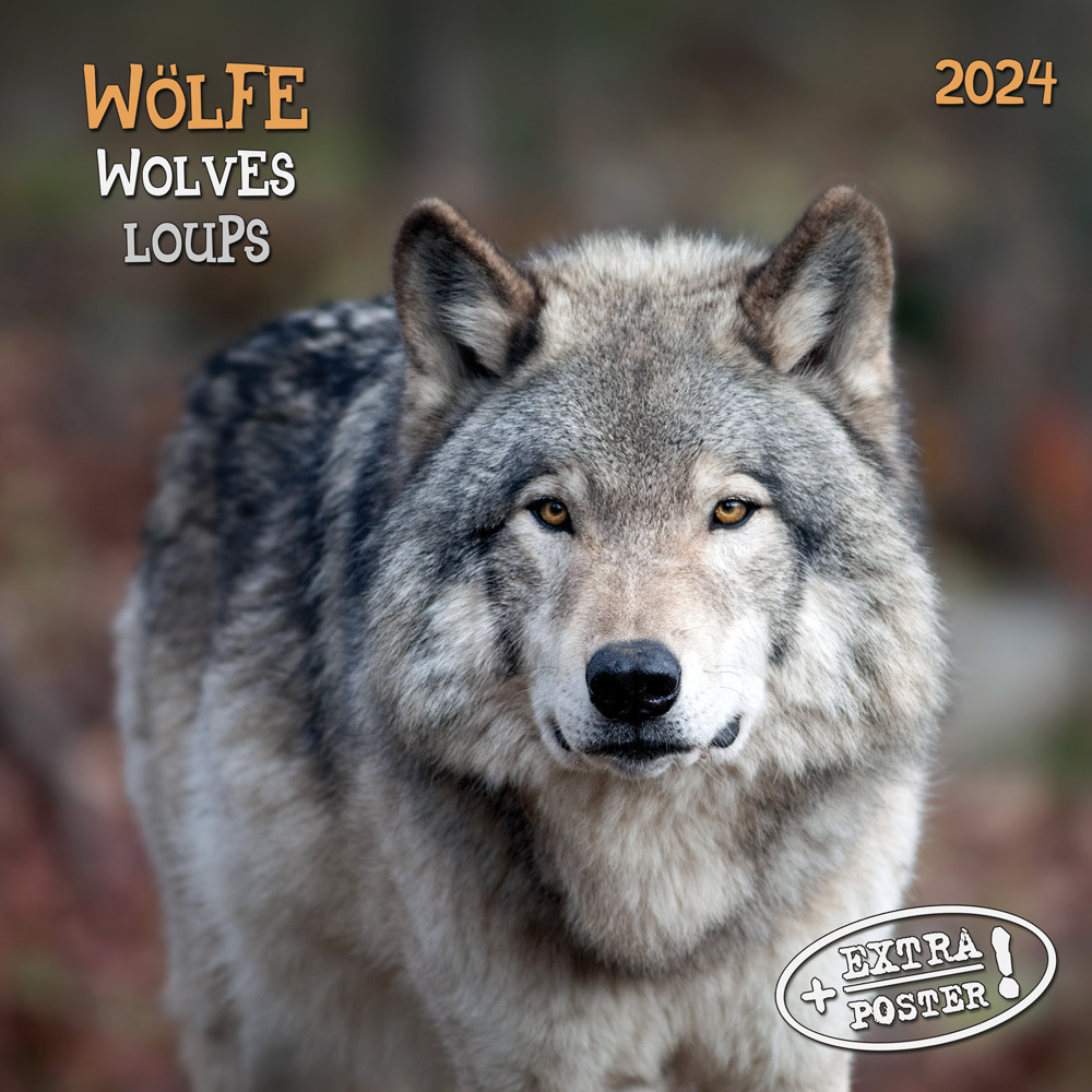 Cover: 9783959293396 | Wolves/Wölfe 2024 | Kalender 2024 | Kalender | Drahtheftung | 28 S.