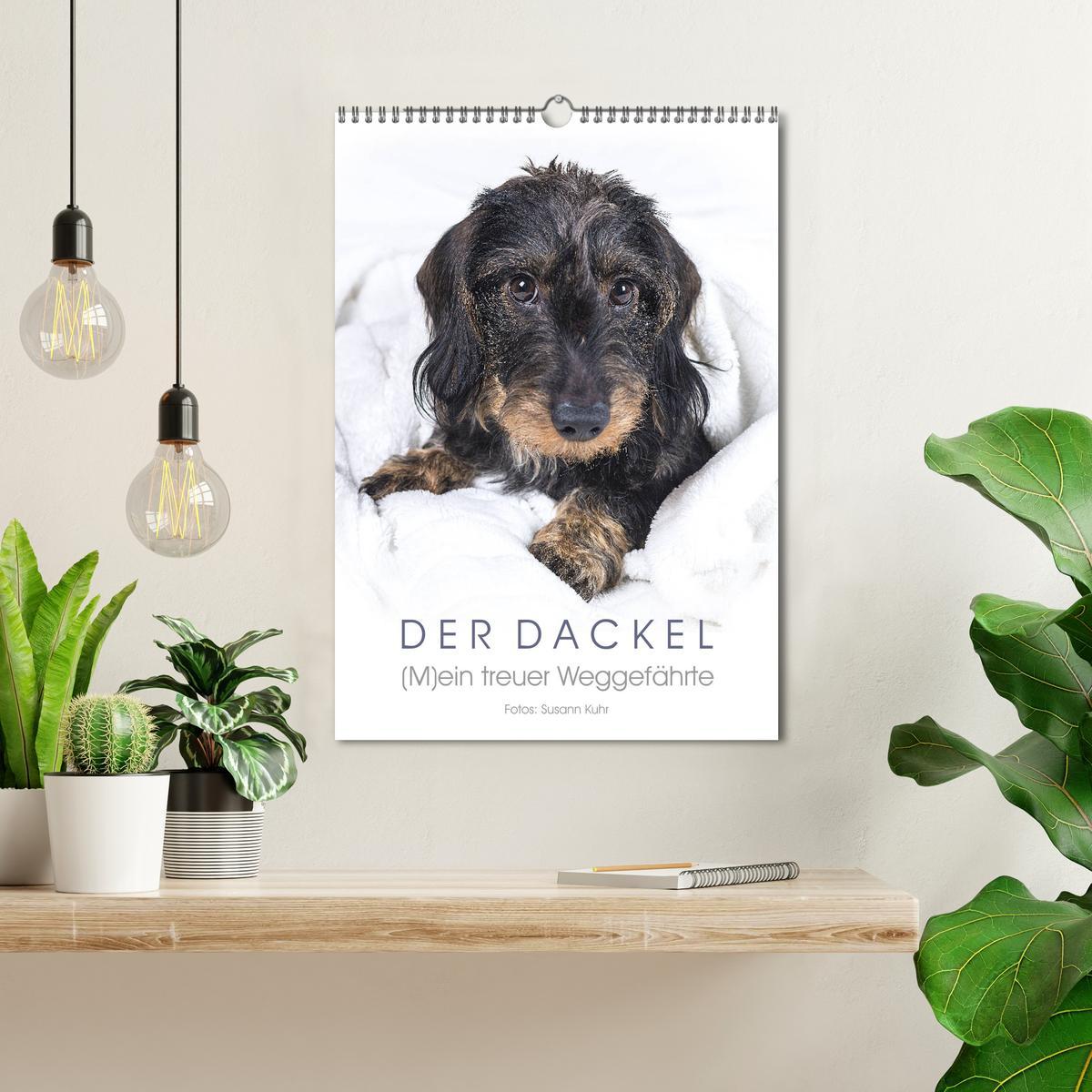 Bild: 9783435983346 | Der Dackel (M)ein treuer Weggefährte (Wandkalender 2025 DIN A3...