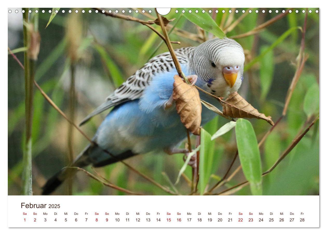 Bild: 9783435376995 | Wellensittiche - der NEUE Kalender (Wandkalender 2025 DIN A3 quer),...