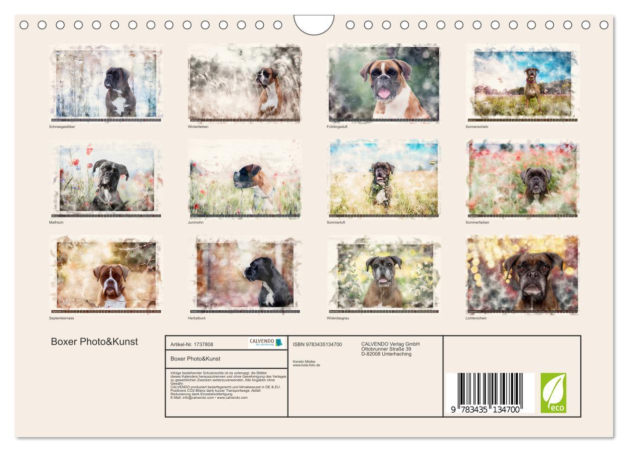 Bild: 9783435134700 | Boxer Photo&amp;Kunst (Wandkalender 2025 DIN A4 quer), CALVENDO...