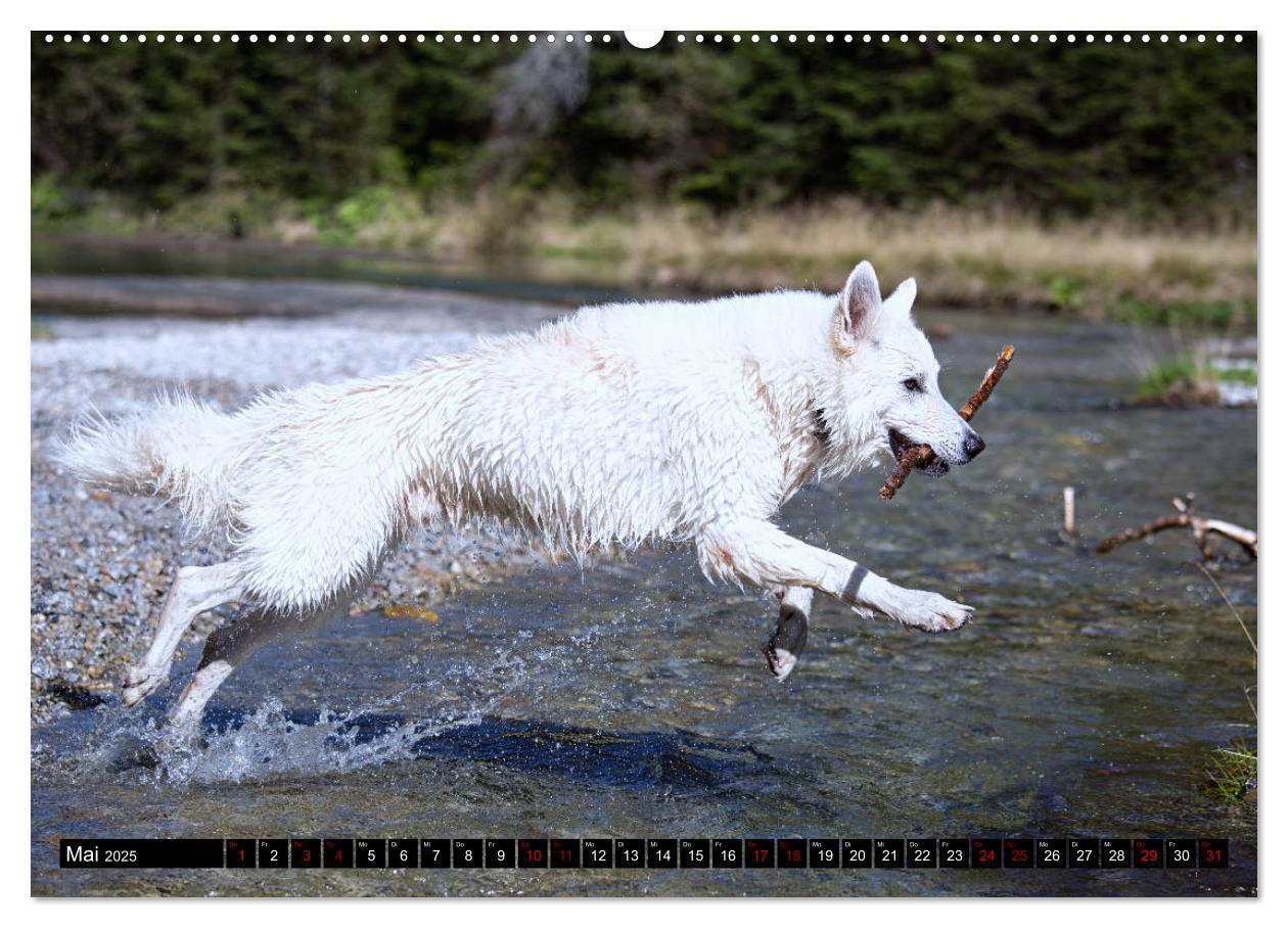 Bild: 9783435415045 | Weiße Schäferhunde in schönen Landschaften (Wandkalender 2025 DIN...