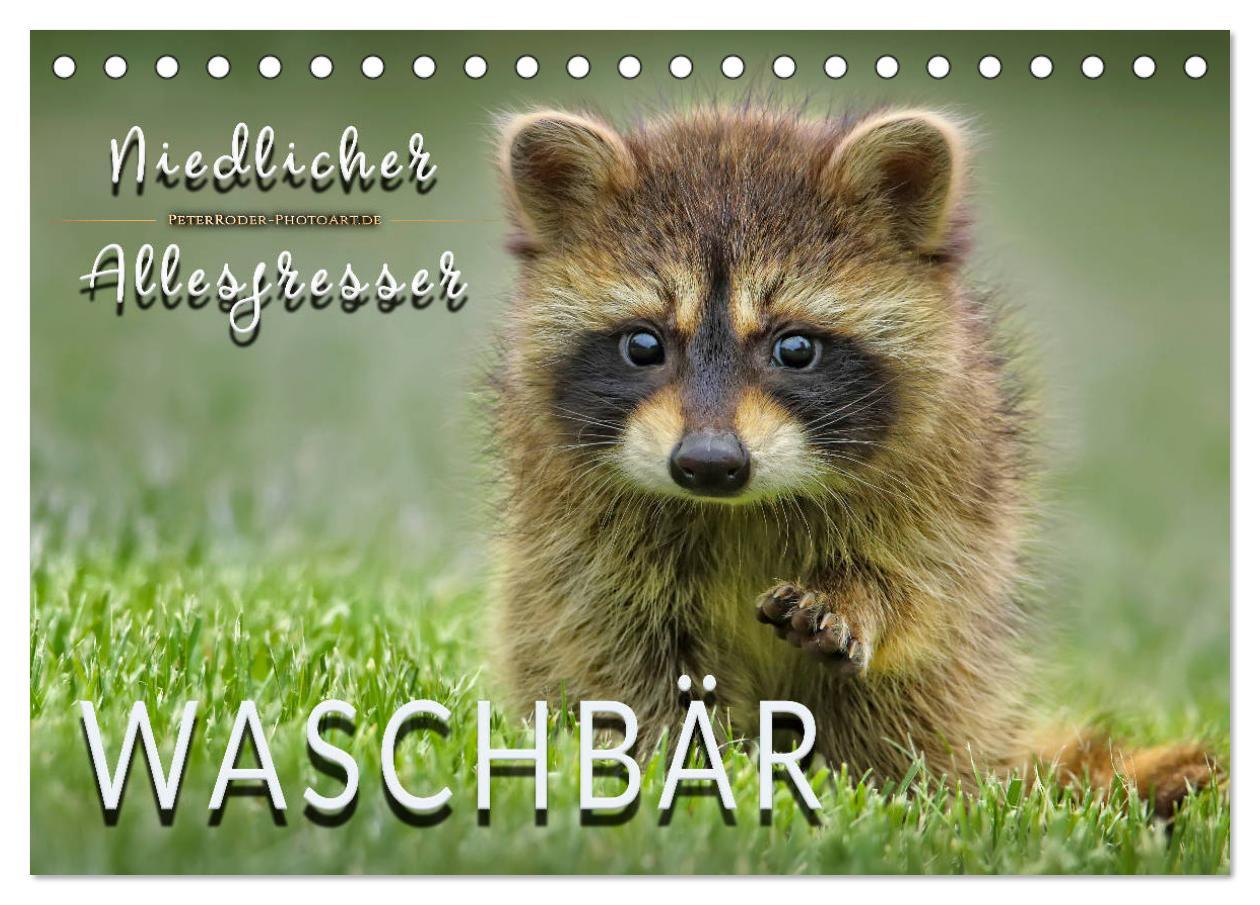 Cover: 9783435333868 | Waschbär - Niedlicher Allesfresser (Tischkalender 2025 DIN A5...