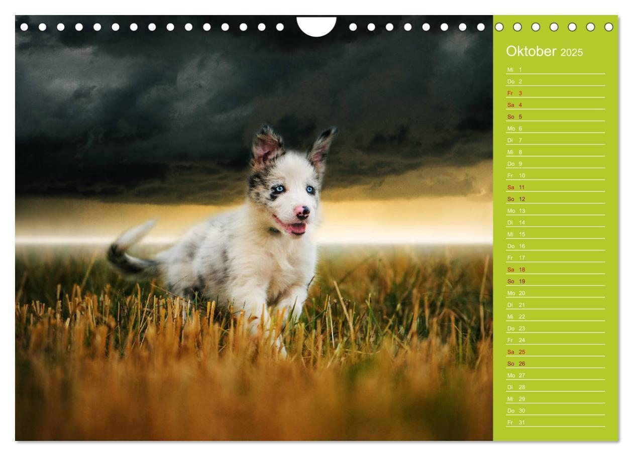 Bild: 9783435442522 | Border Collies - nicht nur schwarzweiß (Wandkalender 2025 DIN A4...