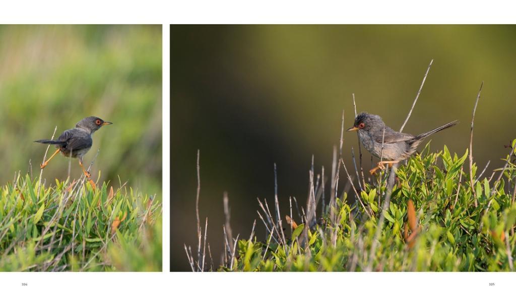 Bild: 9783981088250 | NATURERLEBNIS MALLORCA | Die wilde Seite der Insel | Daubner (u. a.)