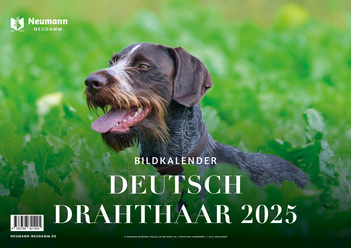 Cover: 9783788821005 | Deutsch Drahthaar 2025 | Themenkalender | Kalender | 13 S. | Deutsch