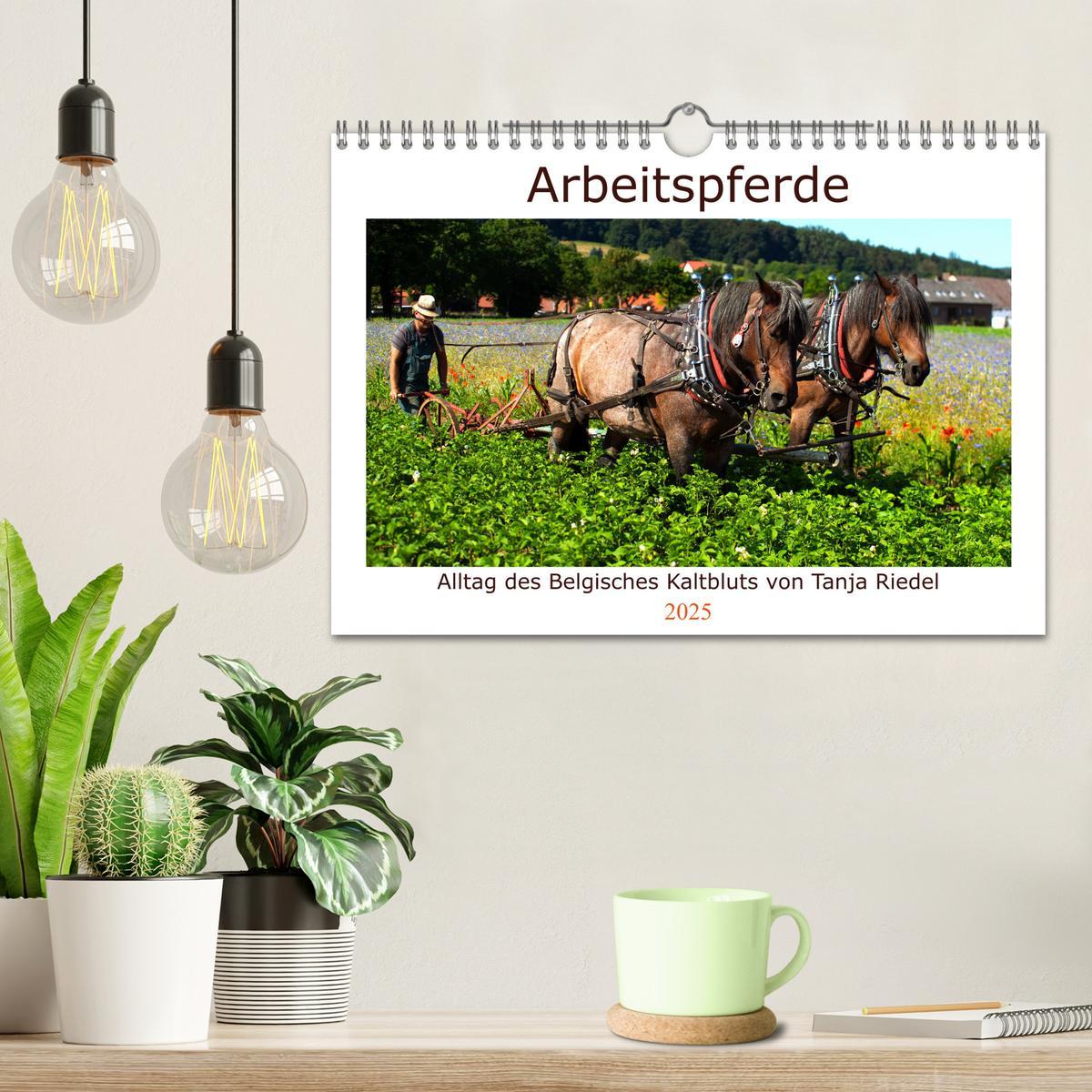 Bild: 9783435102174 | Arbeitspferde - Alltag des belgischen Kaltbluts (Wandkalender 2025...