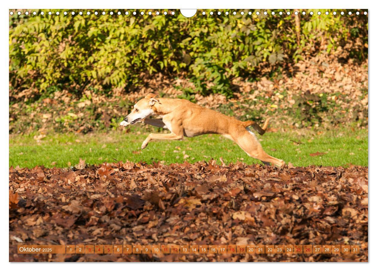 Bild: 9783435025718 | Witziger Windhund - Portugiesischer Galgo (Wandkalender 2025 DIN A3...