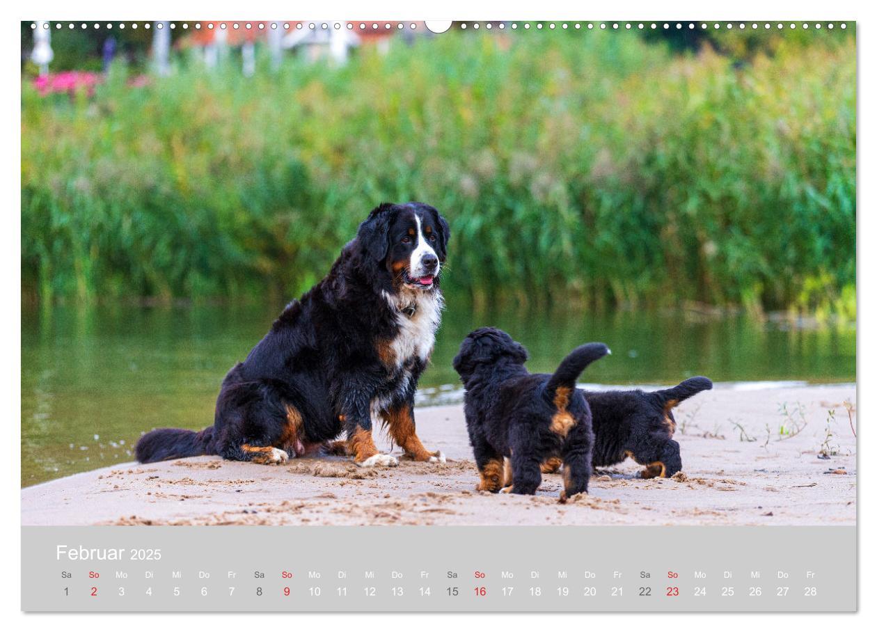 Bild: 9783435659012 | Liebling BERNER SENNENHUND (Wandkalender 2025 DIN A2 quer),...