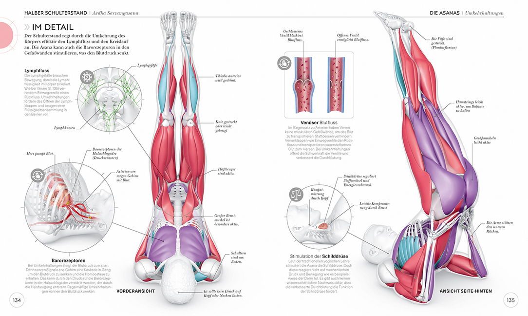 Bild: 9783831037988 | Yoga verstehen - Die Anatomie der Yoga-Haltungen | Ann Swanson | Buch