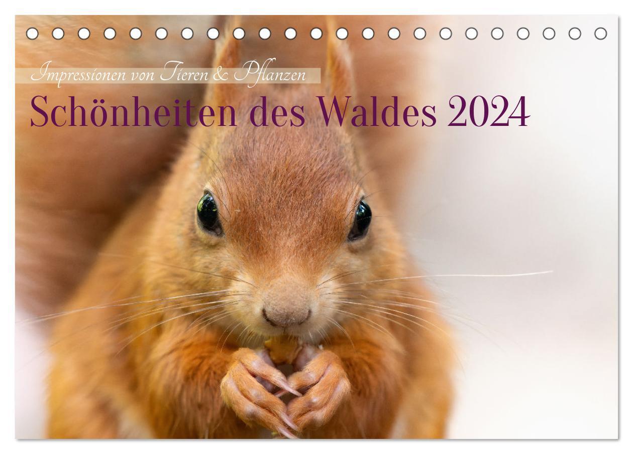 Cover: 9783383718007 | Schönheiten des Waldes (Tischkalender 2024 DIN A5 quer), CALVENDO...
