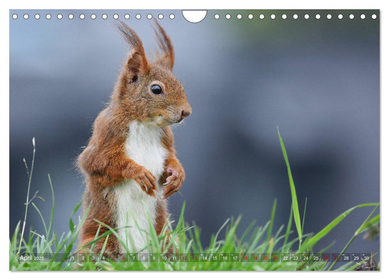 Bild: 9783435280285 | Eichhörnchen in zauberhaften Posen (Wandkalender 2025 DIN A4 quer),...