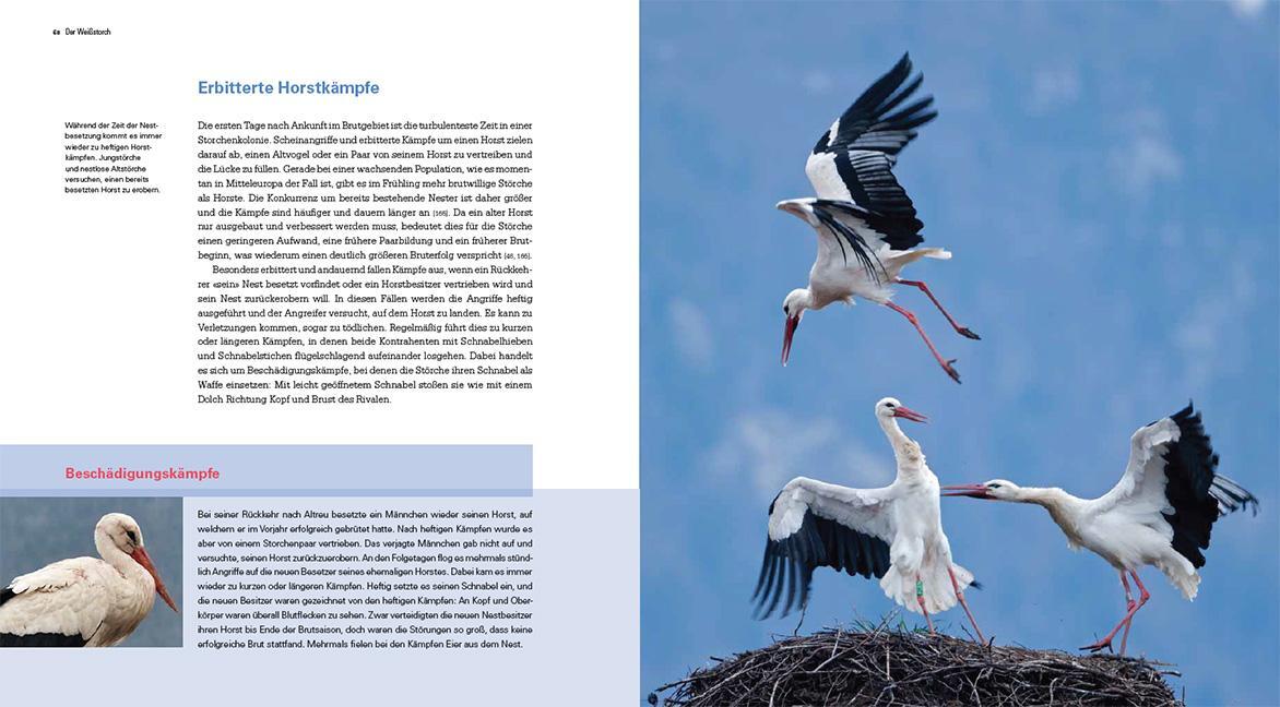 Bild: 9783258083544 | Der Weißstorch | Ein Zugvogel im Wandel | Lorenz Heer | Buch | 256 S.
