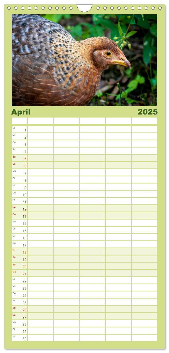 Bild: 9783457116302 | Familienplaner 2025 - Gartenhühner mit 5 Spalten (Wandkalender, 21...