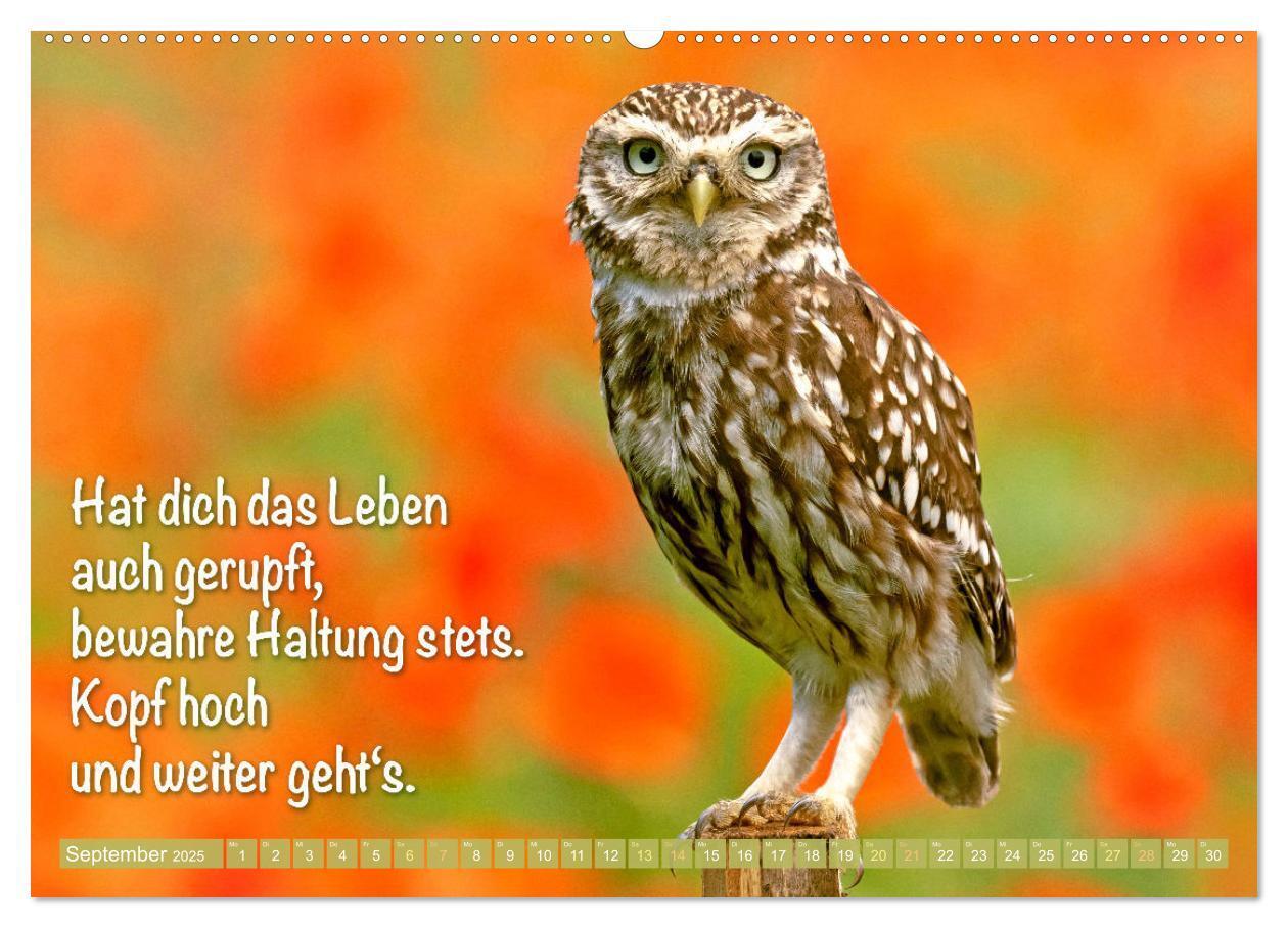 Bild: 9783457179550 | Die Eulen sind los: Edition lustige Tiere (Wandkalender 2025 DIN A2...