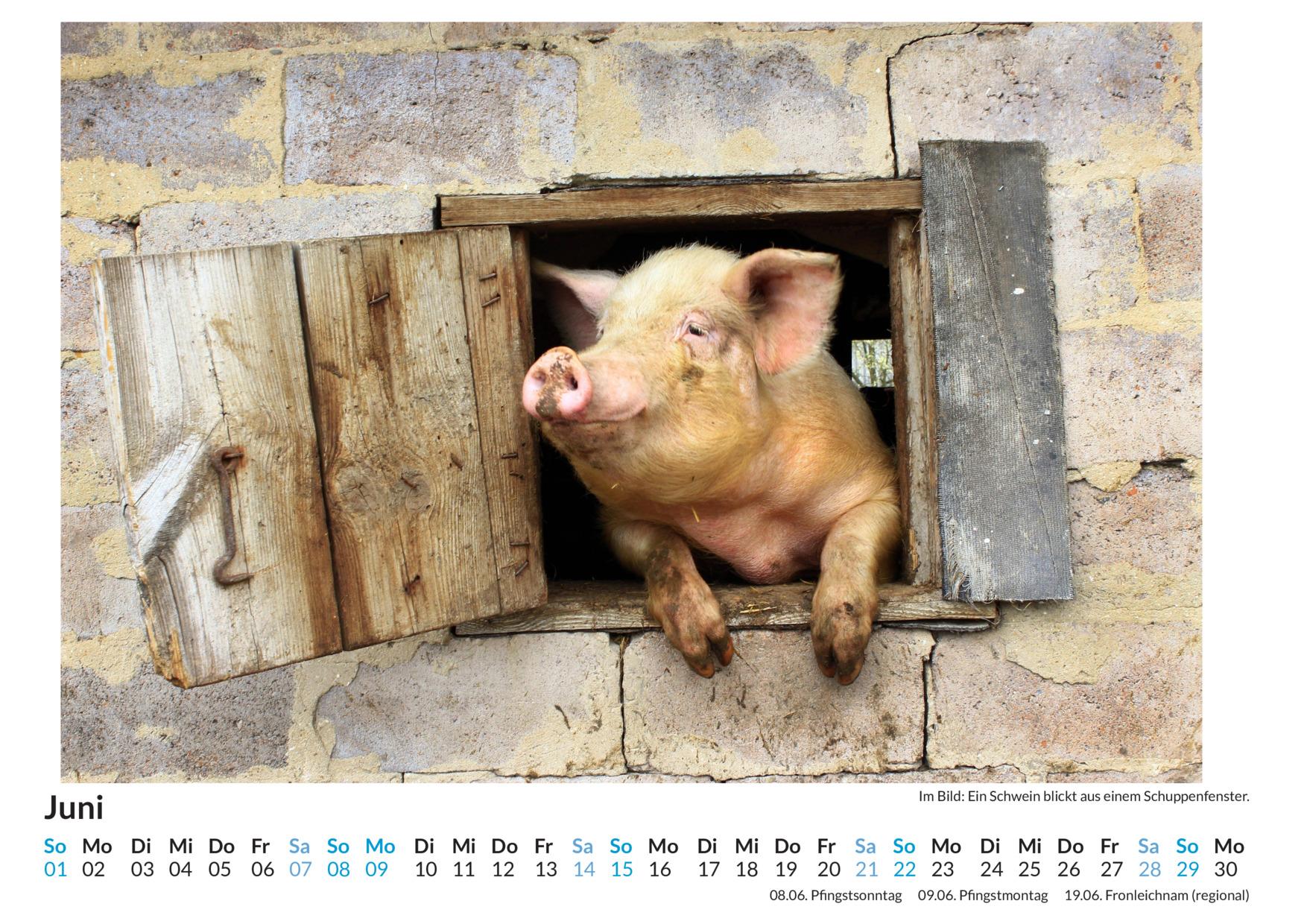 Bild: 9783759122599 | Ferkel - (Wandkalender 2025, Kalender DIN A4 quer, Monatskalender...